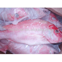 Frozen Seabream